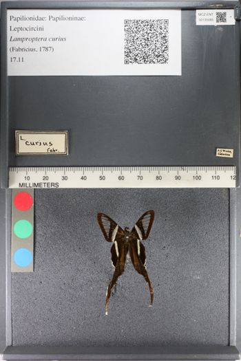 Media type: image;   Entomology 135085
